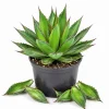 - Image 1