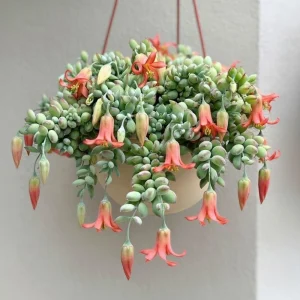 - Image 1