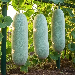 - Image 1