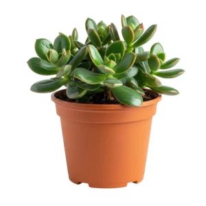 - Image 1