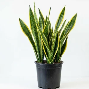 - Image 1