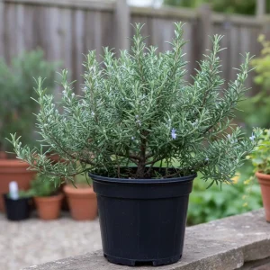 - Image 1