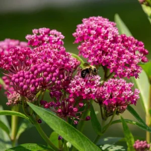 Purple Milkweed Live Plant (Asclepias purpurascens) 4in Pot - Attracts Monarchs - Image 2