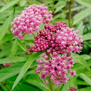 Purple Milkweed Live Plant (Asclepias purpurascens) 4in Pot - Attracts Monarchs - Image 1