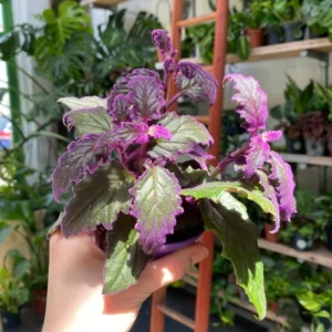Purple Passion Gynura Live Plant – Velvet Leaf Houseplant – Vibrant Indoor Plant - Image 2