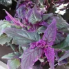 Purple Passion Gynura Live Plant – Velvet Leaf Houseplant – Vibrant Indoor Plant - Image 1