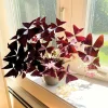 Purple Shamrock Live Plant – 3.5 Inch Pot – Indoor & Outdoor Ornamental - Image 1