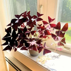 Purple Shamrock Live Plant – 3.5 Inch Pot – Indoor & Outdoor Ornamental - Image 1