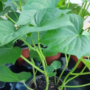 Purple Sweet Potato Live Plants - Stokes Variety, 4 Rooted Vines - Image 2