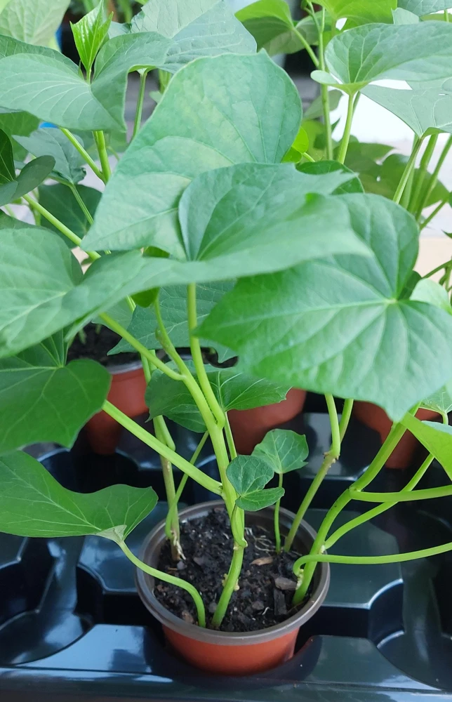 Purple Sweet Potato Live Plants - Stokes Variety, 4 Rooted Vines - Image 2