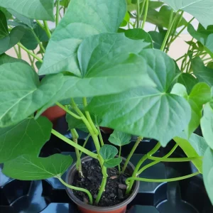 Purple Sweet Potato Live Plants - Stokes Variety, 4 Rooted Vines - Image 3