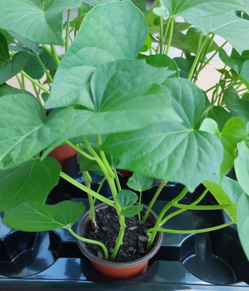 Purple Sweet Potato Live Plants - Stokes Variety, 4 Rooted Vines - Image 3