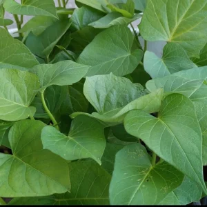 Purple Sweet Potato Live Plants - Stokes Variety, 4 Rooted Vines - Image 4