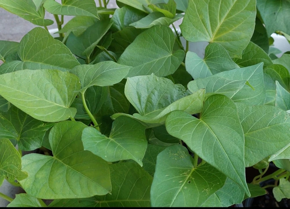 Purple Sweet Potato Live Plants - Stokes Variety, 4 Rooted Vines - Image 4