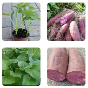 Purple Sweet Potato Live Plants - Stokes Variety, 4 Rooted Vines - Image 1