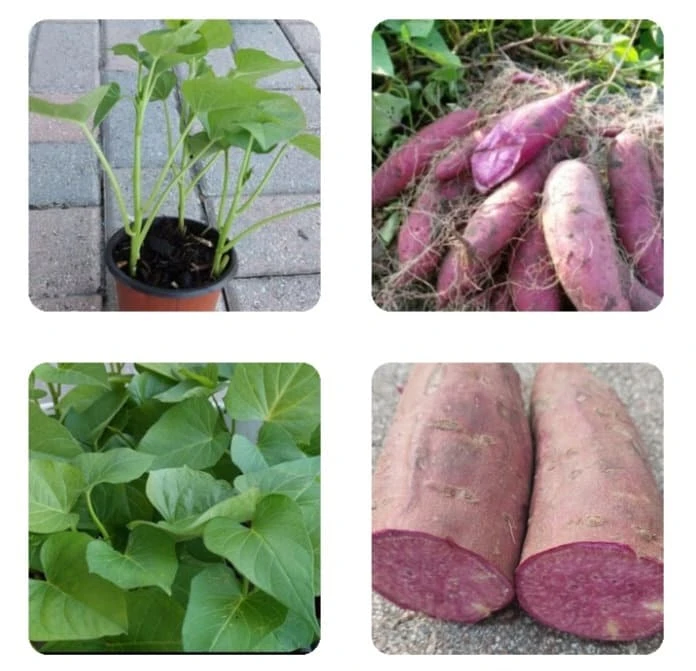 Purple Sweet Potato Live Plants - Stokes Variety, 4 Rooted Vines - Image 1