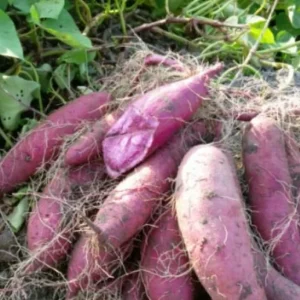 Purple Sweet Potato Live Plants - Stokes Variety, 4 Rooted Vines - Image 5