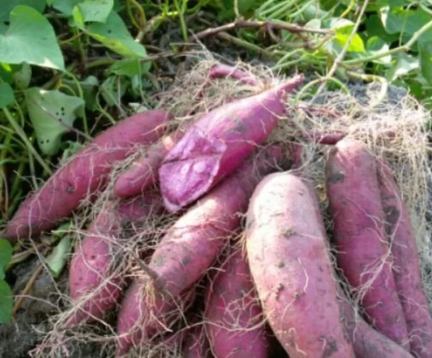Purple Sweet Potato Live Plants - Stokes Variety, 4 Rooted Vines - Image 5