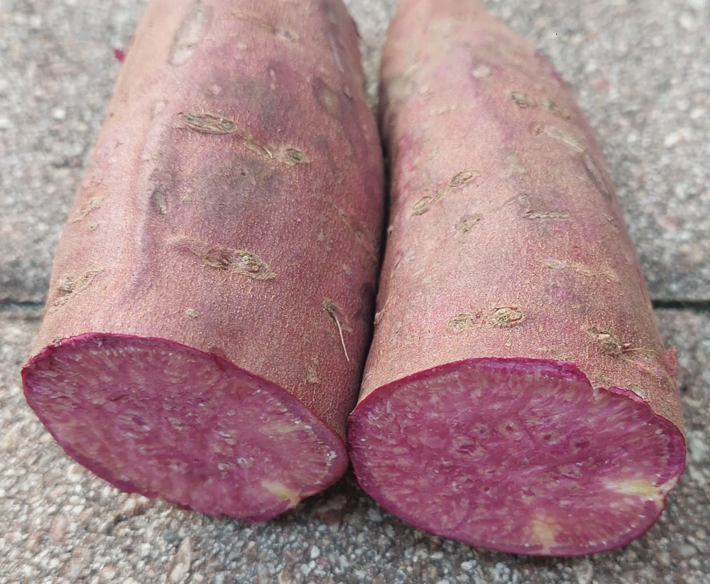 Purple Sweet Potato Live Plants - Stokes Variety, 4 Rooted Vines - Image 6