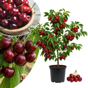 Rainier Sweet Cherry Tree Live Plant - Cold Hardy, 1.5-2.5 Ft, 2 Year Old - Image 2
