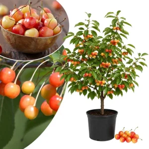 Rainier Sweet Cherry Tree Live Plant - Cold Hardy, 1.5-2.5 Ft, 2 Year Old - Image 3