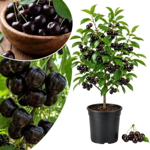 Rainier Sweet Cherry Tree Live Plant - Cold Hardy, 1.5-2.5 Ft, 2 Year Old - Image 4