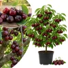 Rainier Sweet Cherry Tree Live Plant - Cold Hardy, 1.5-2.5 Ft, 2 Year Old - Image 1