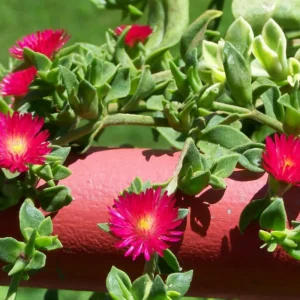 Red Apple Aptenia Live Plant - 2 Inch Pot - Trailing Ice Plant Succulent - Image 2