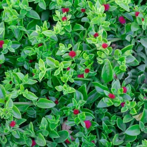 Red Apple Aptenia Live Plant - 2 Inch Pot - Trailing Ice Plant Succulent - Image 3