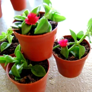 Red Apple Aptenia Live Plant - 2 Inch Pot - Trailing Ice Plant Succulent - Image 4