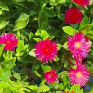 Red Apple Aptenia Live Plant - 2 Inch Pot - Trailing Ice Plant Succulent - Image 5