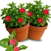 Red Apple Aptenia Live Plant - 2 Inch Pot - Trailing Ice Plant Succulent - Image 1