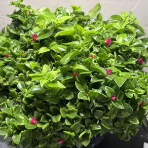 Red Apple Aptenia Live Plant - 2 Inch Pot - Trailing Ice Plant Succulent - Image 6