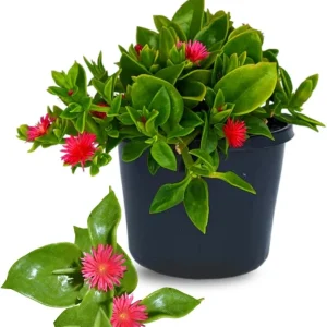 Red Apple Aptenia Live Plant - 2 Inch Pot - Trailing Ice Plant Succulent - Image 8