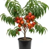 Red Gold Peach Tree Live Plant, 1 Ft Tall - Sweet Summer Fruit, Zones 5-9 Outdoor - Image 1