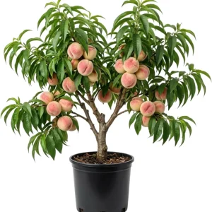 Red Gold Peach Tree Live Plant, 1 Ft Tall - Sweet Summer Fruit, Zones 5-9 Outdoor - Image 2