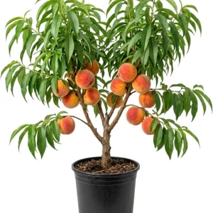 Red Gold Peach Tree Live Plant, 1 Ft Tall - Sweet Summer Fruit, Zones 5-9 Outdoor - Image 3