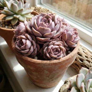 Rose Graptoveria Succulent Live Plant – Pink Houseplant – 2 Inch Pot – Indoor - Image 1