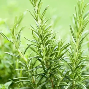 Rosemary Live Plant – 6-8 Inch Tall Fragrant Herb for Indoor & Outdoor - Image 4