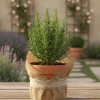 Rosemary Live Plant – 6-8 Inch Tall Fragrant Herb for Indoor & Outdoor - Image 1