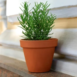 Rosemary Live Plant – Fragrant Herb – 4 Inch Pot – Indoor/Outdoor - Image 1