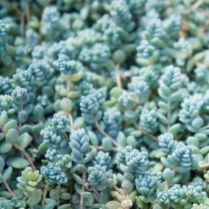Sedum Dasyphyllum Live Succulent Plant - 2 Inch Pot, Compact Houseplant - Image 1