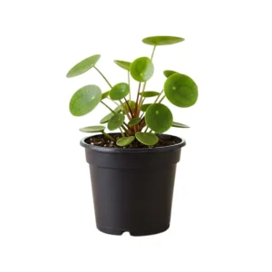 Set of 2 Pilea Chinese Money Live Plant, Easy Care Indoor Houseplant, 2 Inch Pot - Image 1