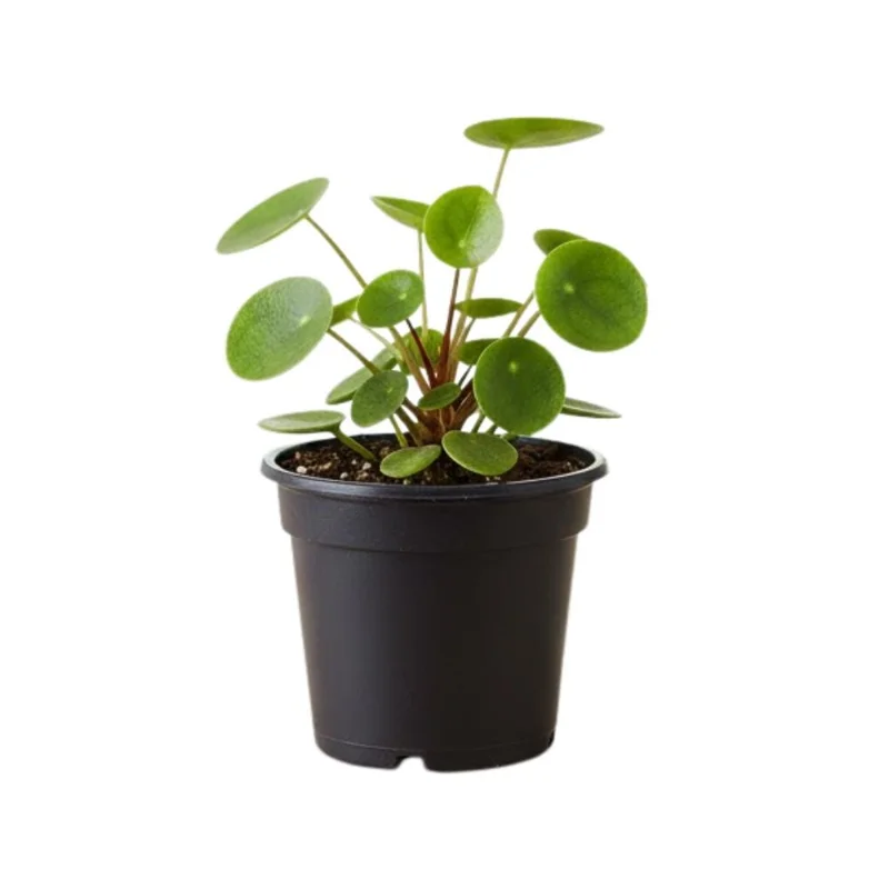 Set of 2 Pilea Chinese Money Live Plant, Easy Care Indoor Houseplant, 2 Inch Pot - Image 1