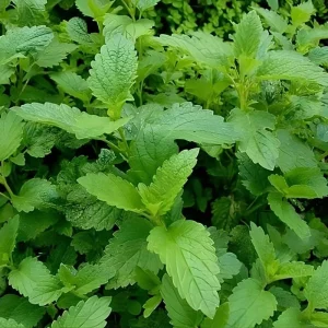 Strawberry Mint Live Plant - Herb in 4-Inch Pot for Indoor/Outdoor Growing - Image 1