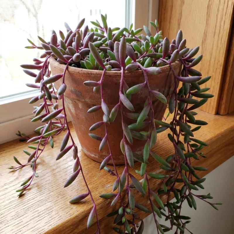 String of Rubies Live Plant – Trailing Succulent Vine – Indoor Houseplant – 2 Inch Pot - Image 1