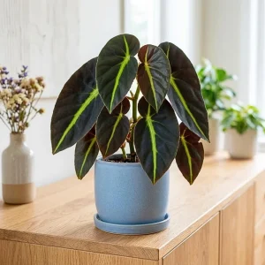 Striped Begonia Live Plant – 4 Inch Pot Houseplant with Colorful Foliage - Image 1