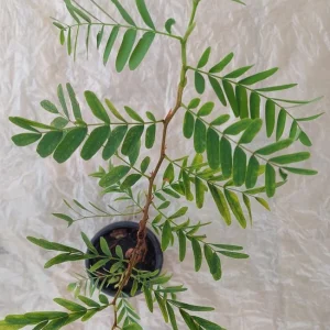 Tamarind Live Plant – 10-12 Inches Tall – Potted Tropical Fruit Tree - Image 2