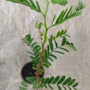 Tamarind Live Plant – 10-12 Inches Tall – Potted Tropical Fruit Tree - Image 3