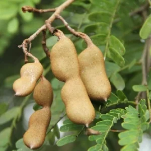 Tamarind Live Plant – 10-12 Inches Tall – Potted Tropical Fruit Tree - Image 4